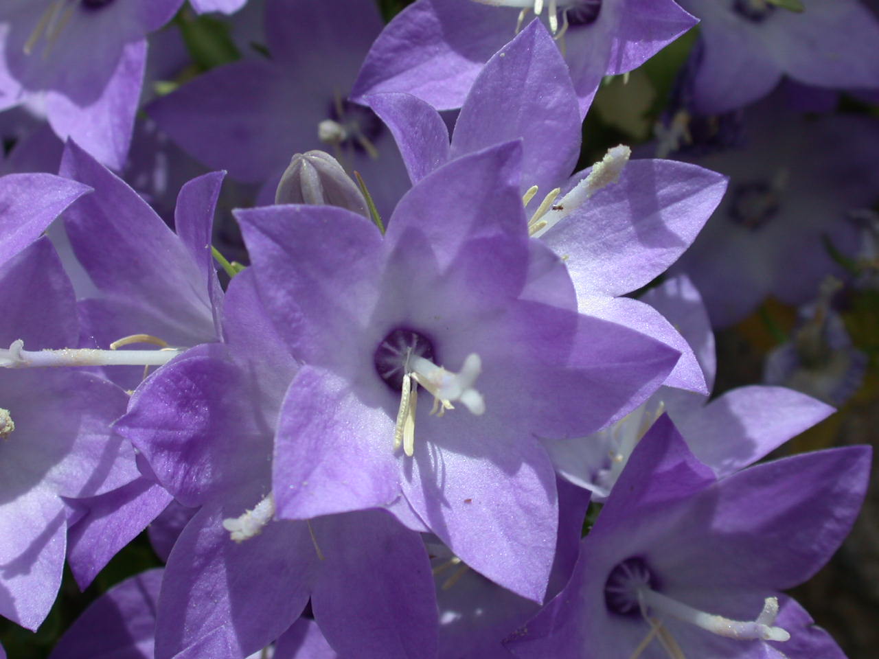 Campanula fragilis subsp. cavolinii / Campanula di Cavolini